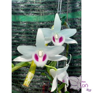 Phi điệp 5 cánh trắng Phú Thọ gieo hạt 20cm