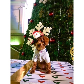 mũ noel đội đi chơi của thú cưng