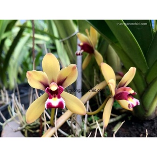 kiếm tiên vũ 1 tép