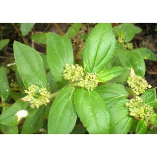CÂY CỎ SỮA LÁ LỚN (0,5 KG)
