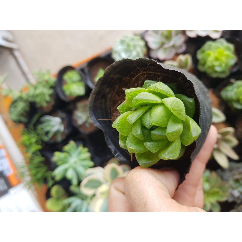 Sen đá ngọc, Haworthia Cooperi, guốc (Đọc mô tả)