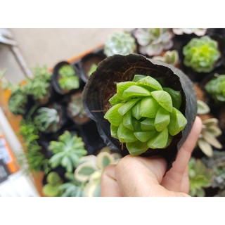 Sen đá ngọc, Haworthia Cooperi, guốc (Đọc mô tả)