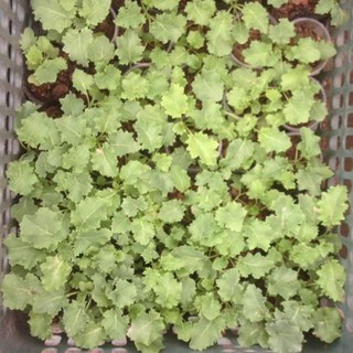 HẠT GIỐNG CẢI KALE MIX 200 HẠT