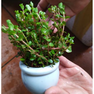 Cây thủy sinh Vảy ốc  (Ảnh thật của sản phẩm)