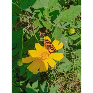 Hạt giống Hoa Dã Quỳ Vàng / Dã Quỳ Đỏ 💐