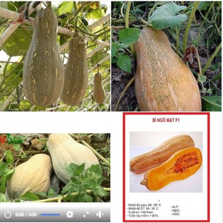 Hạt Giống Bí Ngô Mật (Cucurbita) gói 10 hạt