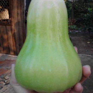 Cây doi (mận) xanh