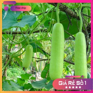 Hạt giống Bầu trắng lai F1