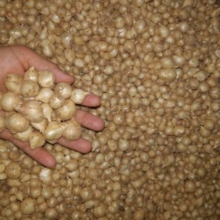 Củ nén (hành tăm-1kg) -Loại 1 - Quảng Bình