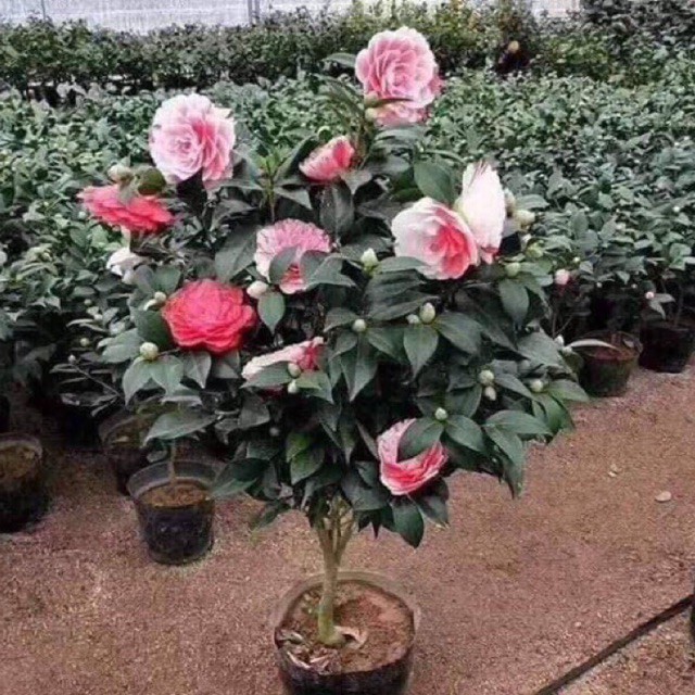 TRÀ MY CHẬU CÂY LỚN ĐANG NỤ--ĐỦ MÀU--HOA CHUẨN TẾT