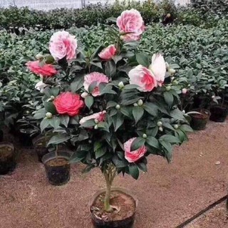 Combo 3 cây giống hoa trà my ngũ sắc-cây giống rễ trần - tmns
