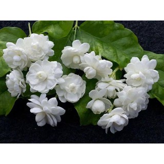 bầu cây giống HOA NHÀI TA TRẮNG CỔ TUYỆT THƠM