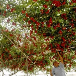 Cà Chua Bạch Tuộc ( Cà chua leo giàn) 20 hạt - HÀNG CÔNG TY