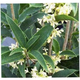 [Xả - Cắt Lỗ ] Cây Hoa Mộc Hương