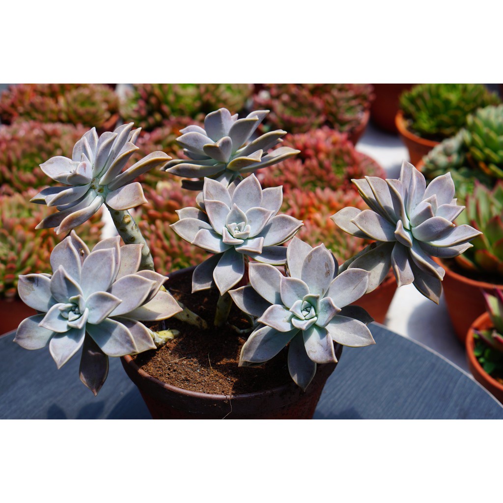 Sen đá bạc gốc thụ nhiều đầu, 2-3 năm tuổi, dễ trồng, khỏe, Cây thuần khí hậu Đà Lạt, Lỗi 1 đổi 1