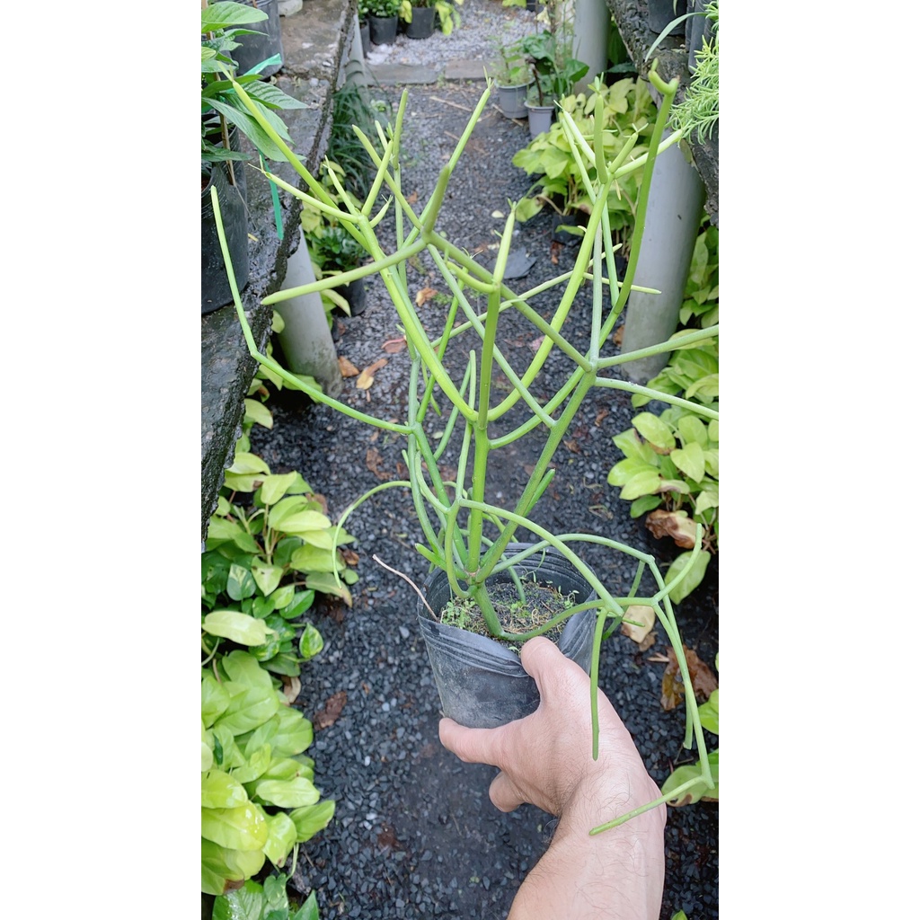 Xương Rồng Xương Cá