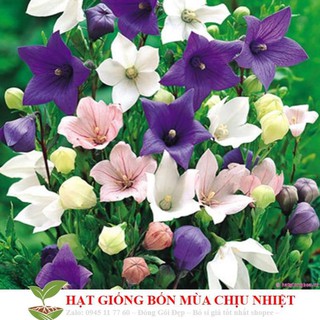 Hạt Giống Hoa cát cánh xanh blue 50 Hạt/ Gói ĐẾN MÙA TRỒNG TẾT