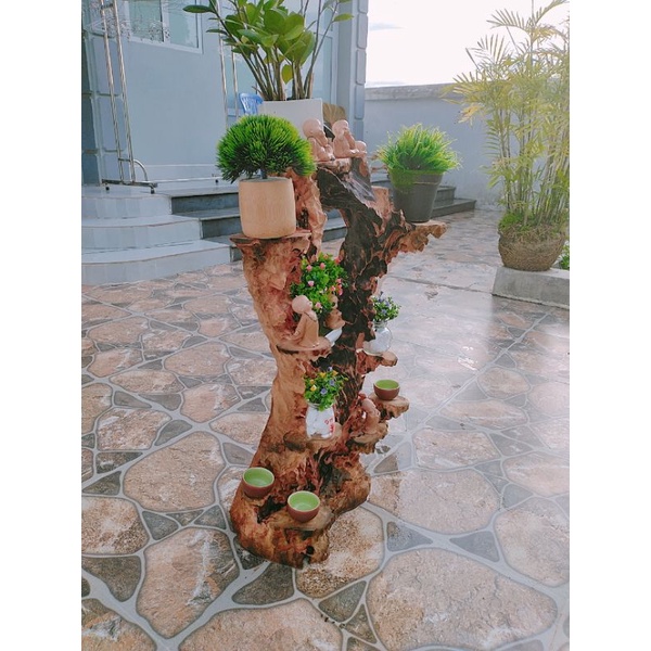 Kệ bonsai lũa xá xị