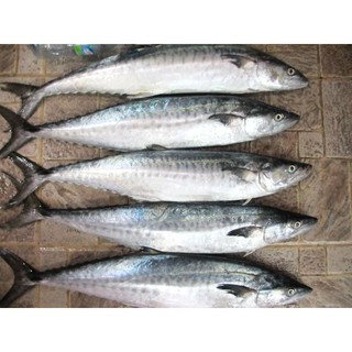SĨ 1KG CÁ THU XẺ MỘT NẮNG