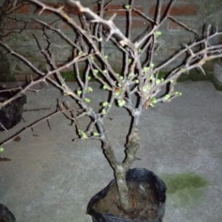 Cây mai đỏ hoa tết