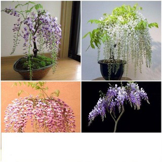 Hg15 Gói 5 hạt giống hoa tử đằng trồng chậu F1 đẹp mê hồn ĐẾN MÙA TRỒNG TẾT  KHUYẾN MẠI SHOP MỚI HẠ GIÁ SỈ