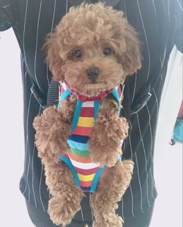 ĐỊU DÀNH CHO CHÓ MÈO