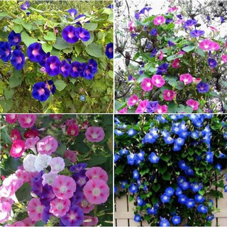 Hạt giống hoa leo già bim bim mix màu 1 gói 30 hạt (TẶNG gói kích thích hạt nảy mầm)