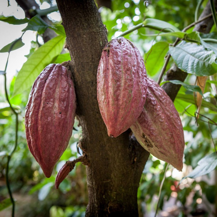 Bột ca cao sữa dừa CacaoMi - Chuyên pha chế trà sữa, milo dầm, thức uống sô cô la cacao thơm ngon tiện lợi hộp 357g