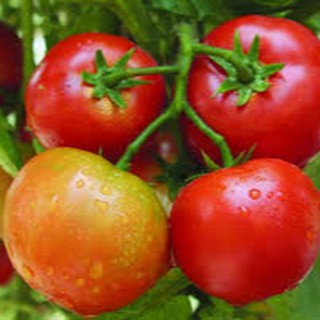 25 HẠT GIỐNG CÀ CHUA QUẢ TO