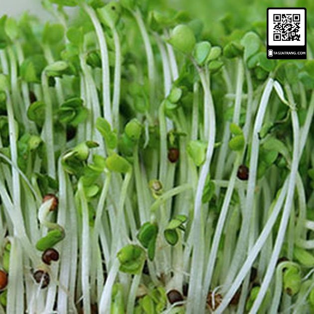 Hạt giống rau mầm đậu xanh (giá đỗ) - Gói 100g/ 50g