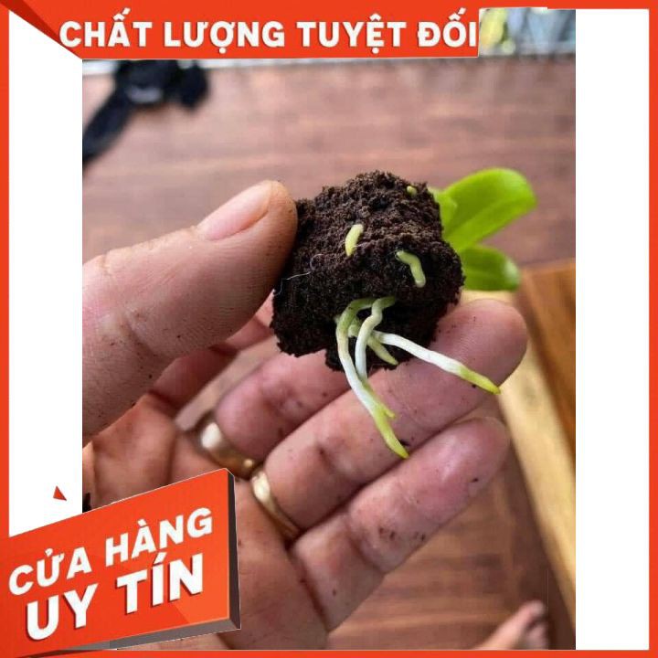 Đồ làm vườn, chiết cây Mút ươm kie Hà Lan size đại