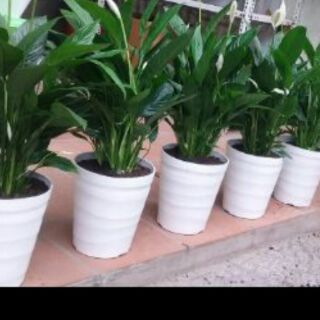 Combo 20 chậu trắng cao đẹp phi 20cm x22cm