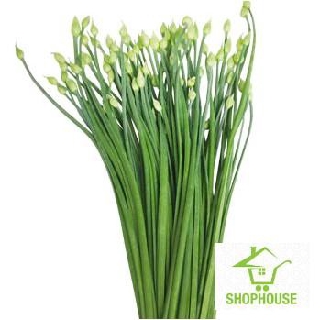 shophouse 5 gram hạt giống rau hẹ bông  SHOP HOUSE  TẾT KHUYẾN MẠI