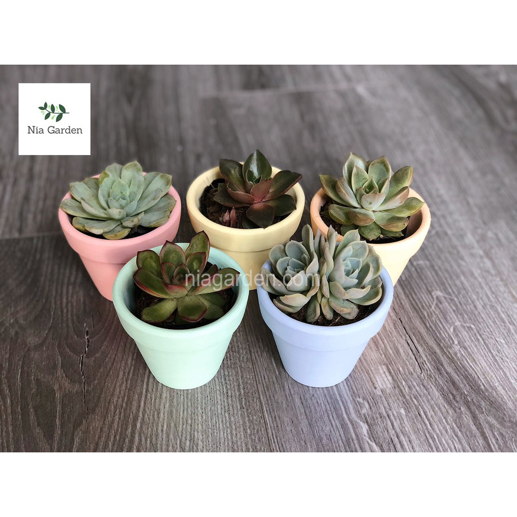 Chậu đất nung nhỏ 7,5x7,5cm trồng sen đá, xương rồng sơn màu Nia Garden N1