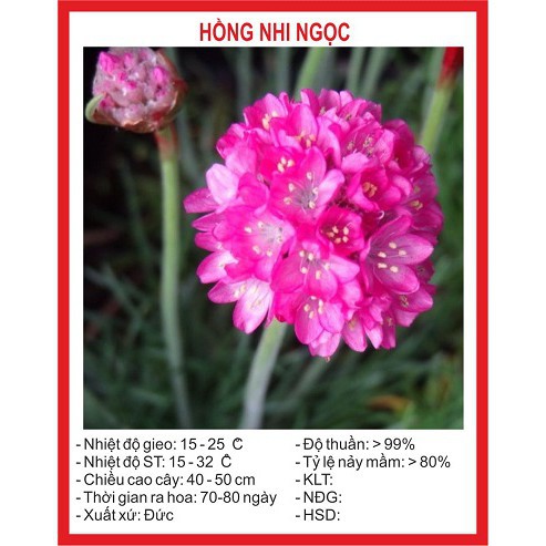 sale off Hạt giống Hoa Hồng Nhi Ngọc 50 hạt hàng chuẩn cty.