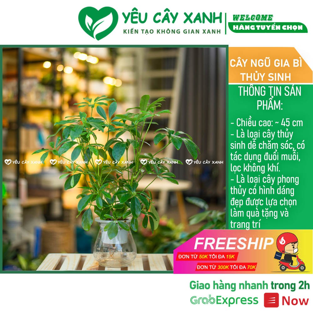 Cây Ngũ Gia Bì Thủy Sinh kèm chậu thủy tinh