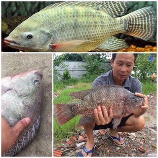 Thính bột câu cá rô phi khổng lồ. Túi 500 Gram.