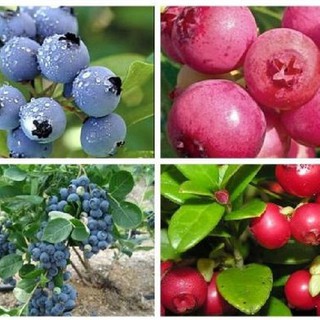 Bộ 2 gói hạt giống việt quất - 1 đỏ - 1 xanh - tặng 1 gói thuốc kích mầm hạt - HGT
