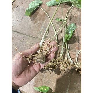 môn đốm chấm bi (củ giống) tặng hom giống dâu ăn trái