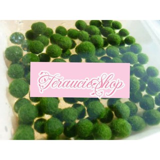 Tảo cầu marimo Nhật Bản