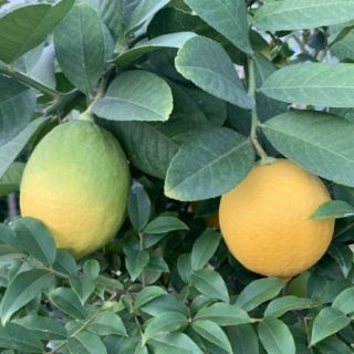 🍋 chanh mỹ.... vàng