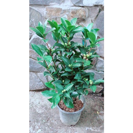 Cây Trà My Hàng Hoa Đẹp