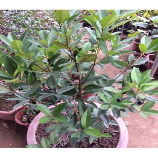 CÂY GIỐNG CHERRY