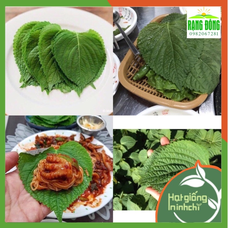 Hạt Giống Lá Mè - Lá Vừng - Tía Tô Hàn Quốc