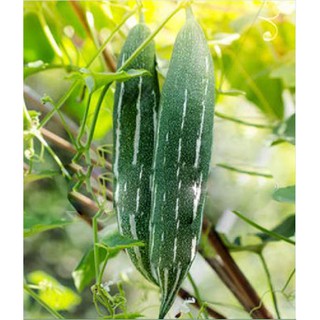 Hạt giống Mướp mèo (mướp nhật, lặc lày) gói 10 hạt