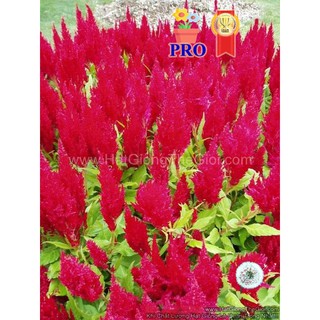 100h hạt giống hoa mào gà lửa fresh look đỏ f1pro