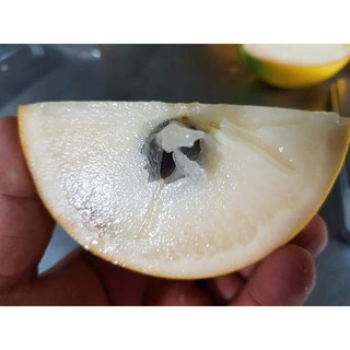 cây giống vú sữa vàng