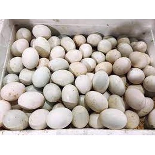 Combo 10 trứng gà/ trứng vịt