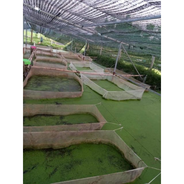 tráng nuôi ốc nhồi , ốc bưu đen - loại dài 4m , rộng 2m , cao 1m sản phẩm tốt 121