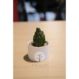 Chậu sứ trắng cao cắp trồng cây xương rồng thanh sơn